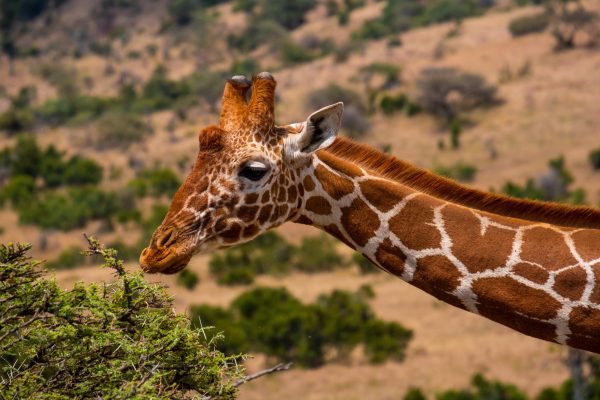 Giraffe